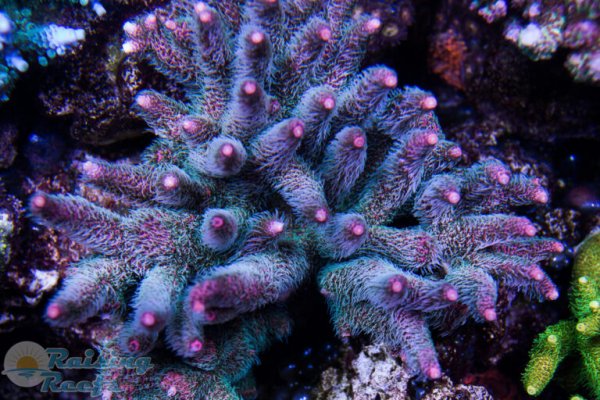 Kraken com зеркало