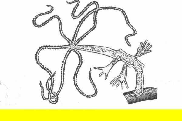 Kraken ссылка зеркало рабочее
