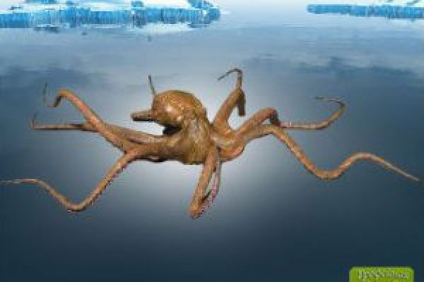 Kraken20 at