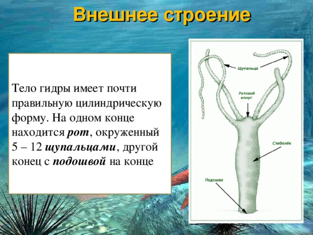 Площадки в даркнете